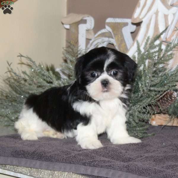 Amber, Shih Tzu Puppy